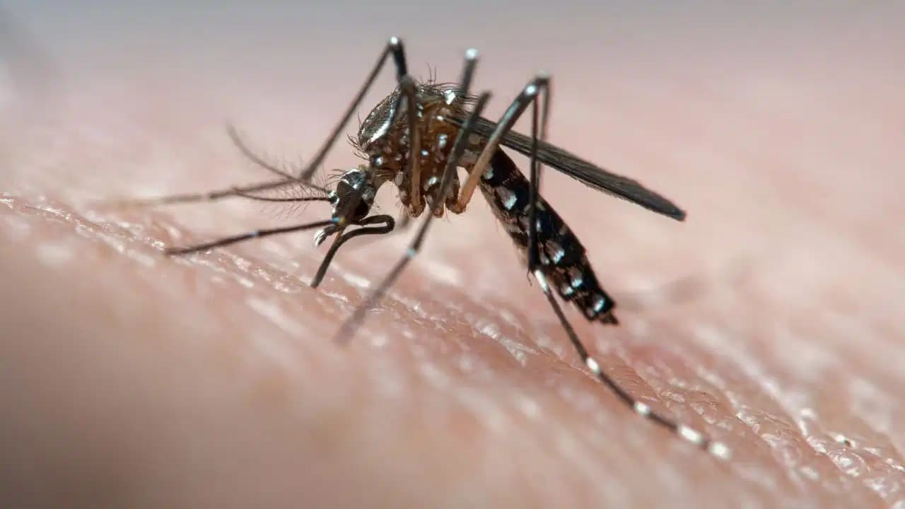 भारत में डेंगू की पहली वैक्सीन, Takeda के QDENGA को DCGI से मिली मंजूरी